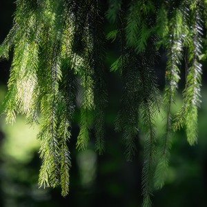 1as
